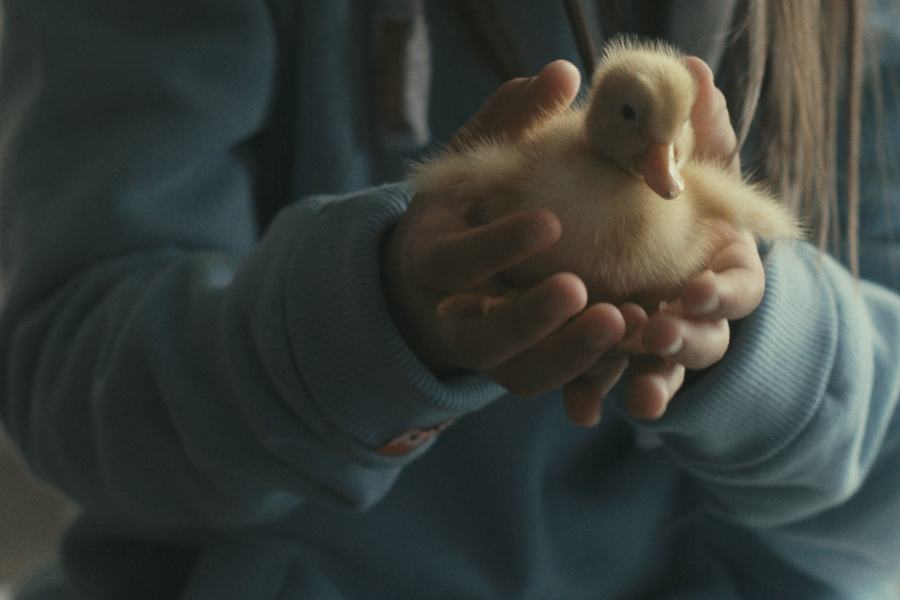Les Oiseaux de passage